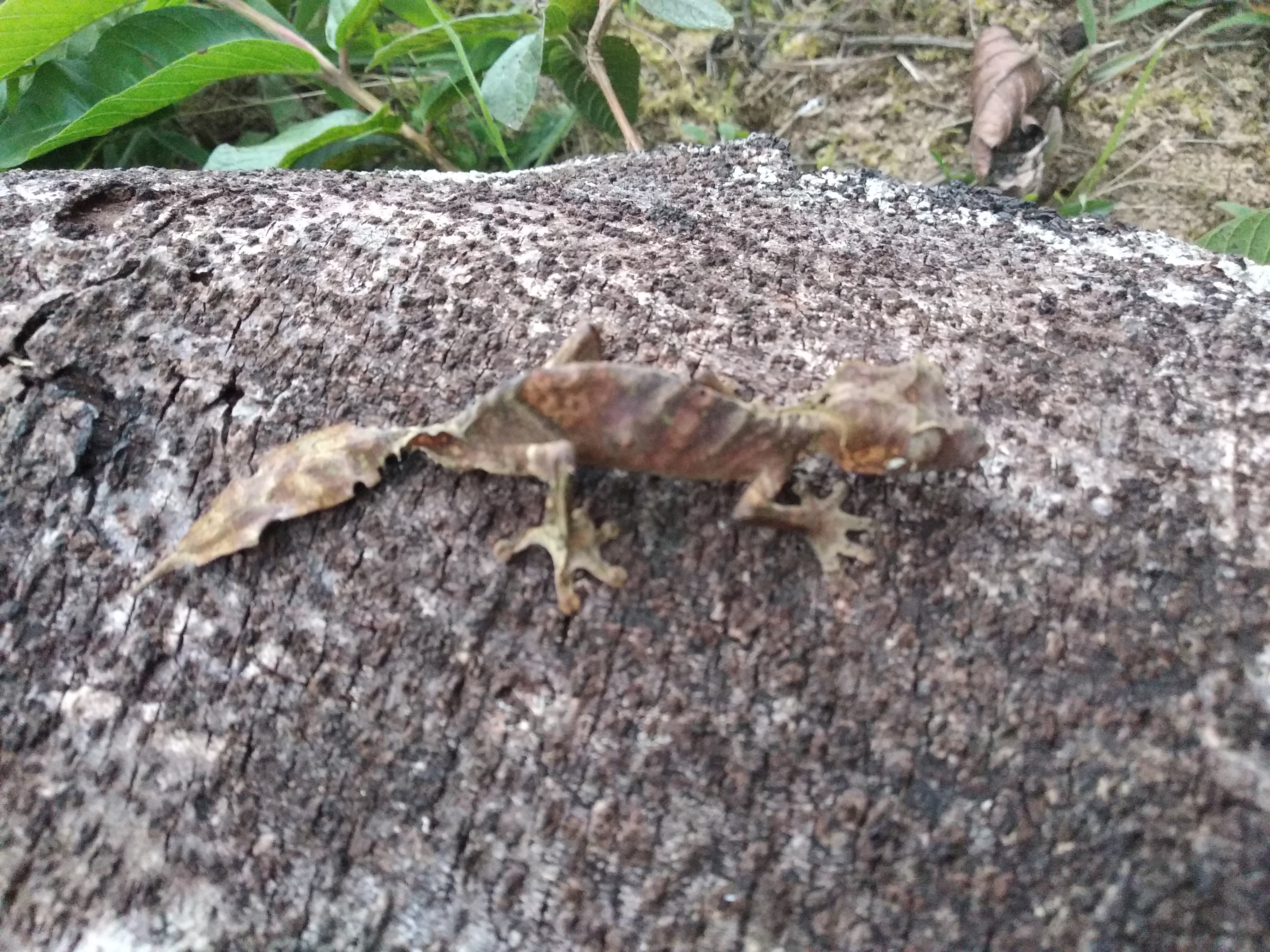 Uroplatus phantasticus